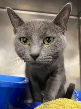 Domestic Short Hair Cats Available for Adoption - Moonstone | PetCurious