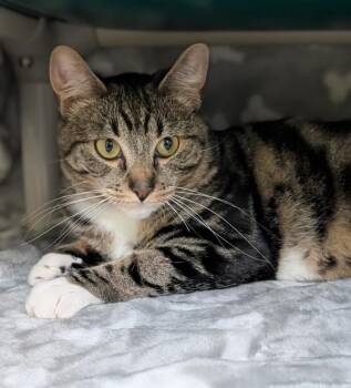 Pumpernickel -  Domestic Short Hair Cat for Adoption in Kelowna, British Columbia - Pumpernickel | PetCurious