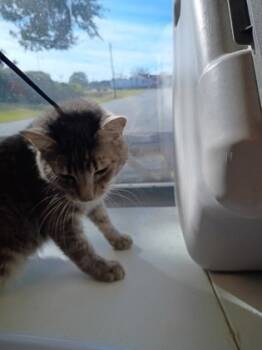 Rescue Domestic Short Hair Cats for Adoption in Moultrie, Georgia - Rocky B | PetCurious