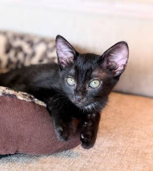 Cosmo -  Domestic Short Hair Cat for Adoption in Melbourne, Florida - Cosmo | PetCurious