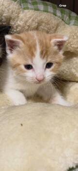 Waffles -  Domestic Short Hair Cat Available for Adoption in Sneads Ferry, North Carolina - Waffles | PetCurious