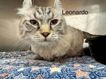 Leo 2 -  Snowshoe and Domestic Short Hair Cat for Adoption in St. George, Utah - Leo 2 | PetCurious