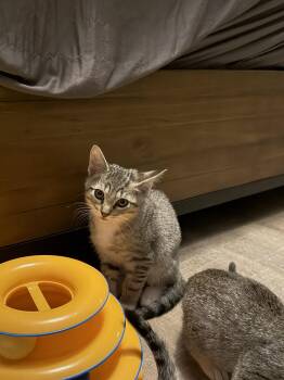 Quarterback -  Domestic Short Hair Cat for Adoption in Broomall, Pennsylvania - Quarterback | PetCurious