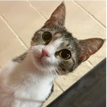 Sequoia -  Domestic Short Hair Cat for Adoption in Redwood City, California - Sequoia | PetCurious