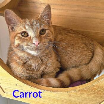Carrot -  Domestic Short Hair Cat for Adoption in North Saint Paul, Minnesota - Carrot | PetCurious