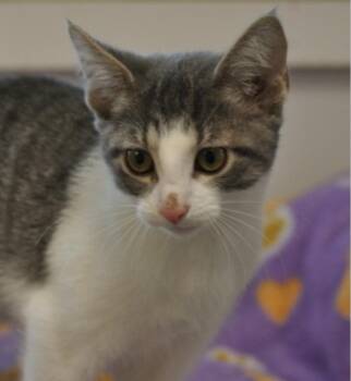 Aurora -  Domestic Short Hair Cat for Adoption in Indiana, Pennsylvania - Aurora | PetCurious
