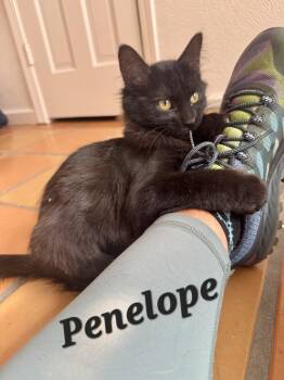 Rescue Domestic Long Hair Cats for Adoption in Albuquerque, New Mexico - Penelope | PetCurious