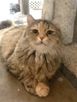 Rescue Domestic Long Hair and Dilute Calico Cats for Adoption in North East, Maryland - MISHMISHA | PetCurious