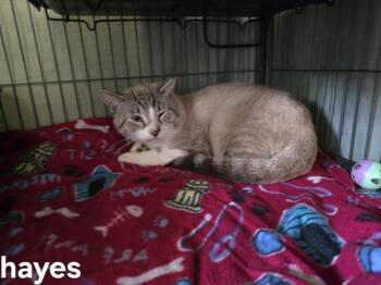 Rescue Domestic Short Hair and Siamese Cats for Adoption in Dickson, Tennessee - Hayes | PetCurious