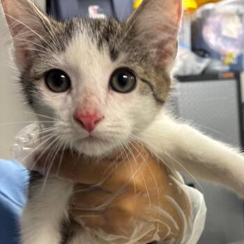 Boo -  Domestic Short Hair Cat for Adoption in Newark, New Jersey - Boo | PetCurious