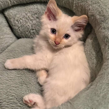 Rescue Domestic Long Hair and Siamese Cats for Adoption in Brea, California - Snowfall | PetCurious