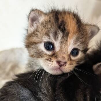 Rescue Domestic Short Hair Cats for Adoption in Wadena, Minnesota - Latte | PetCurious