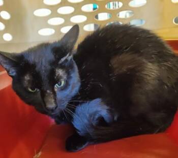 Ollie (O2) -  Domestic Short Hair Cat for Adoption in Lafayette, Indiana - Ollie (O2) | PetCurious