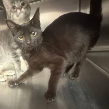 Pidgeon -  Domestic Short Hair Cat for Adoption in Fort Worth, Texas - Pidgeon | PetCurious