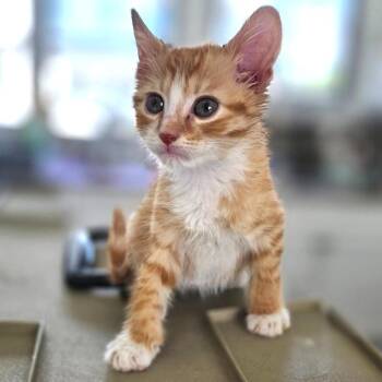 Kraft -  Domestic Short Hair Cat for Adoption in Chapel Hill, North Carolina - Kraft | PetCurious