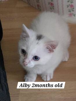 Rescue Domestic Short Hair Cats for Adoption in Redondo Beach, California - Alby | PetCurious