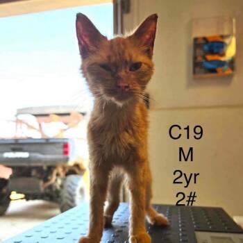 Rupert -  Domestic Short Hair Cat for Adoption in Buffalo, Minnesota - Rupert | PetCurious