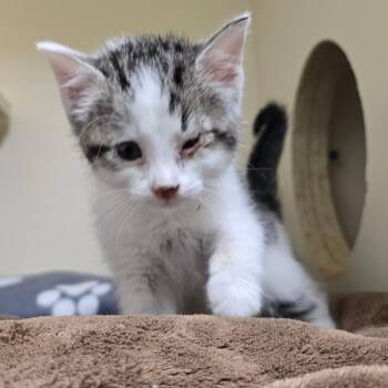 Mishka -  Domestic Short Hair Cat for Adoption in Las Cruces, New Mexico - Mishka | PetCurious