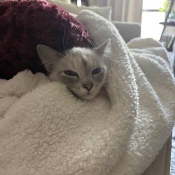 Mayo 22752 -  Siamese and Domestic Short Hair Cat for Adoption in Minneapolis, Minnesota - Mayo 22752 | PetCurious