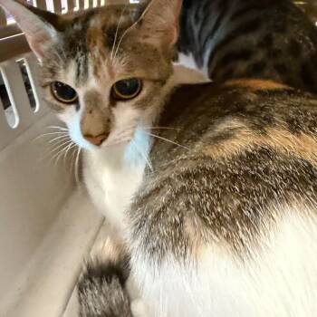 Pretty -  Domestic Short Hair Cat for Adoption in Norman, Oklahoma - Pretty | PetCurious