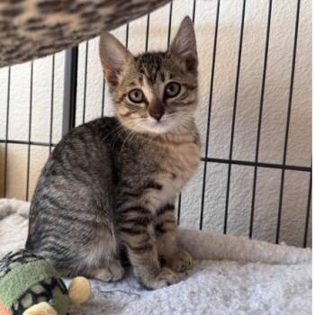 Della -  Domestic Short Hair Cat for Adoption in Larkfield-wikiup, California - Della | PetCurious