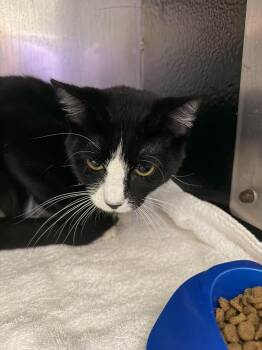 Teenie -  Domestic Short Hair Cat for Adoption in Burgaw, North Carolina - Teenie | PetCurious