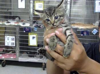 A186006 -  Domestic Short Hair Cat for Adoption in Pasadena, Texas - A186006 | PetCurious