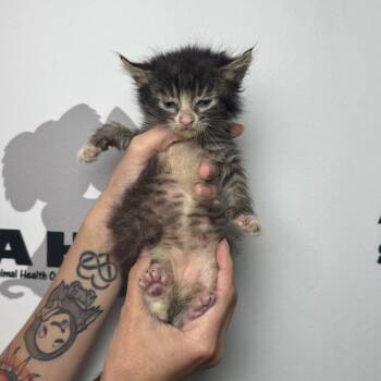 Chia -  American Shorthair and Domestic Short Hair Cat for Adoption in Milton, Florida - Chia | PetCurious