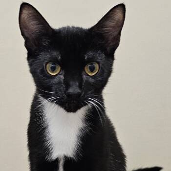 Rescue Domestic Short Hair Cats for Adoption in Cumming, Georgia - Naomi | PetCurious
