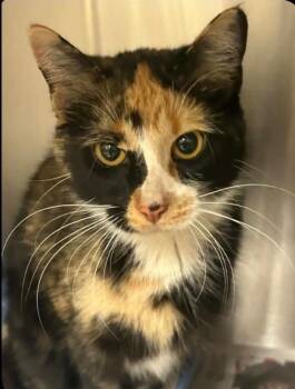 Ahsoka -  Domestic Short Hair Cat for Adoption in Minneapolis, Minnesota - Ahsoka | PetCurious