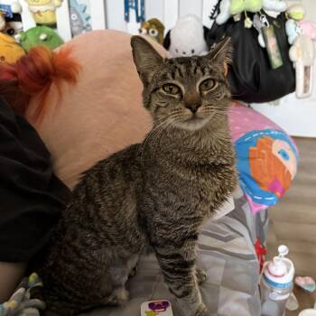 Domestic Short Hair Cats Available for Adoption in West Deptford, New Jersey - Jalapeño | PetCurious