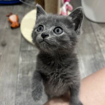 Domestic Short Hair Cats Available for Adoption in Saint Charles, Missouri - Opal | PetCurious