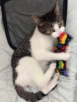 Lily -  Domestic Short Hair Cat for Adoption in New York, New York - Lily | PetCurious