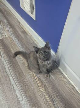 Dryad -  Domestic Medium Hair Cat for Adoption in New Baltimore, Michigan - Dryad | PetCurious