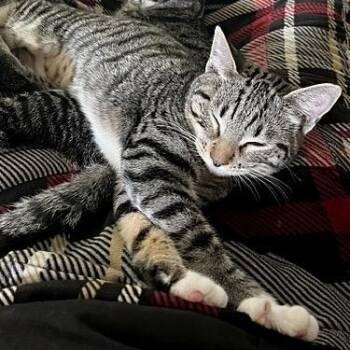 Quetzy -  Domestic Short Hair Cat for Adoption in Springfield, Oregon - Quetzy | PetCurious