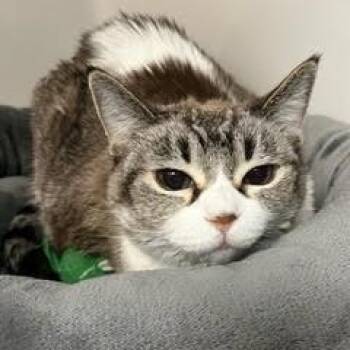 Rescue Domestic Short Hair Cats for Adoption in Green Valley, Arizona - Greta--Pretty Lady Comes With Vet Care Support For Life | PetCurious