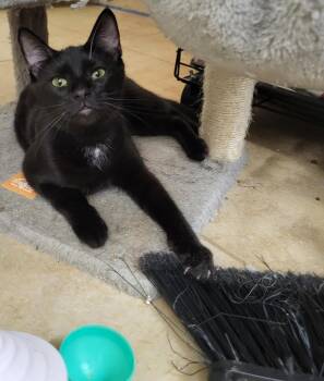Goji Berri -  Domestic Short Hair Cat for Adoption in Chandler, Arizona - Goji Berri | PetCurious