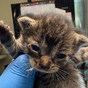 Murphy -  Domestic Short Hair Cat for Adoption in Mt. Juliet, Tennessee - Murphy | PetCurious