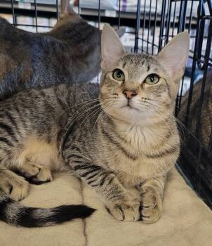 Rescue Domestic Short Hair Cats for Adoption in Douglasville, Georgia - Truffles | PetCurious