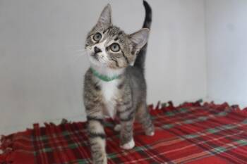 Pluto -  Domestic Short Hair Cat for Adoption in Chestertown, Maryland - Pluto | PetCurious