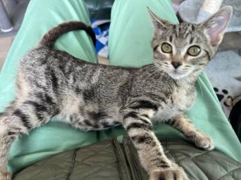Rescue Domestic Short Hair Cats for Adoption in Eagle Point, Oregon - Sweet Heart My Little Girl | PetCurious