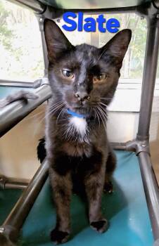 Rescue Domestic Short Hair Cats for Adoption in Macon, Georgia - Slate | PetCurious