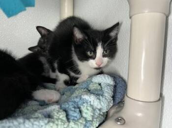 Socks -  Domestic Short Hair Cat for Adoption in Elmira, New York - Socks | PetCurious