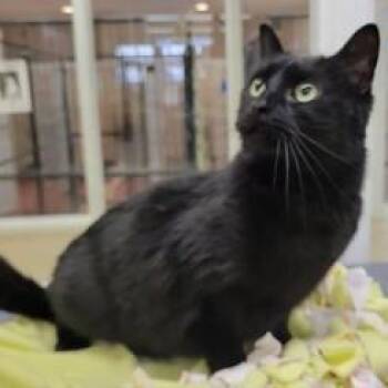 Carolina -  Domestic Short Hair and Mixed Breed Cat for Adoption in Waynesboro, Pennsylvania - Carolina | PetCurious