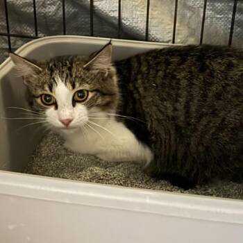 Debbie -  Domestic Short Hair Cat for Adoption in Stephenville, Texas - Debbie | PetCurious