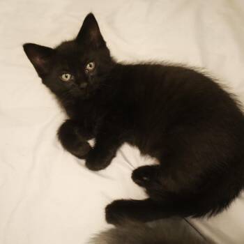 Betty -  Domestic Short Hair Cat for Adoption in Rochester, Minnesota - Betty | PetCurious
