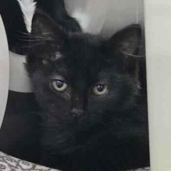 Buoy -  Domestic Medium Hair Cat for Adoption in Kennebunk, Maine - Buoy | PetCurious