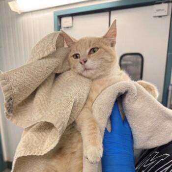 *PATTY -  Domestic Long Hair Cat for Adoption in Woodland, California - *PATTY | PetCurious