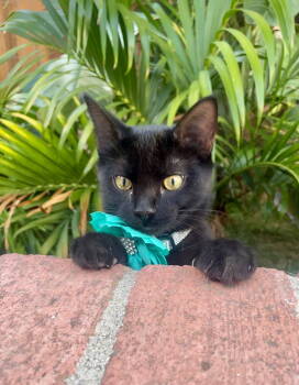 Rescue Domestic Short Hair Cats for Adoption in Danville, California - Zayla | PetCurious