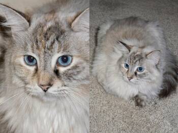 Mello (aka Aurora) - or foster me -  Siamese and Tortoiseshell Cat for Adoption in North Highlands, California - Mello (aka Aurora) - Or Foster Me | PetCurious
